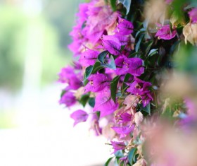 Bright Bougainvillea Stock Photo