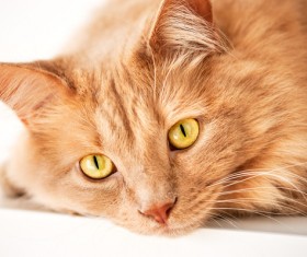 Brown cute cat Stock Photo