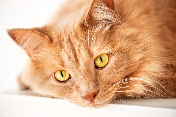 Brown cute cat Stock Photo free download
