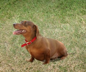 Brown short-haired dachshund Stock Photo