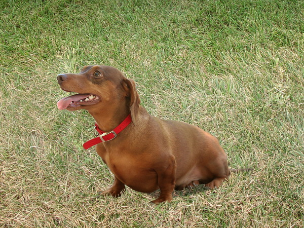 Brown short-haired dachshund Stock Photo