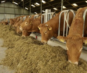 Cattle eat feed Stock Photo