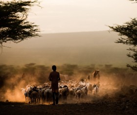 Cattle shepherd Stock Photo