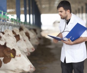 Check the cattle healthy people Stock Photo
