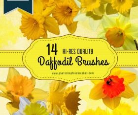 Cheerful Daffodil Flower photoshop brushes