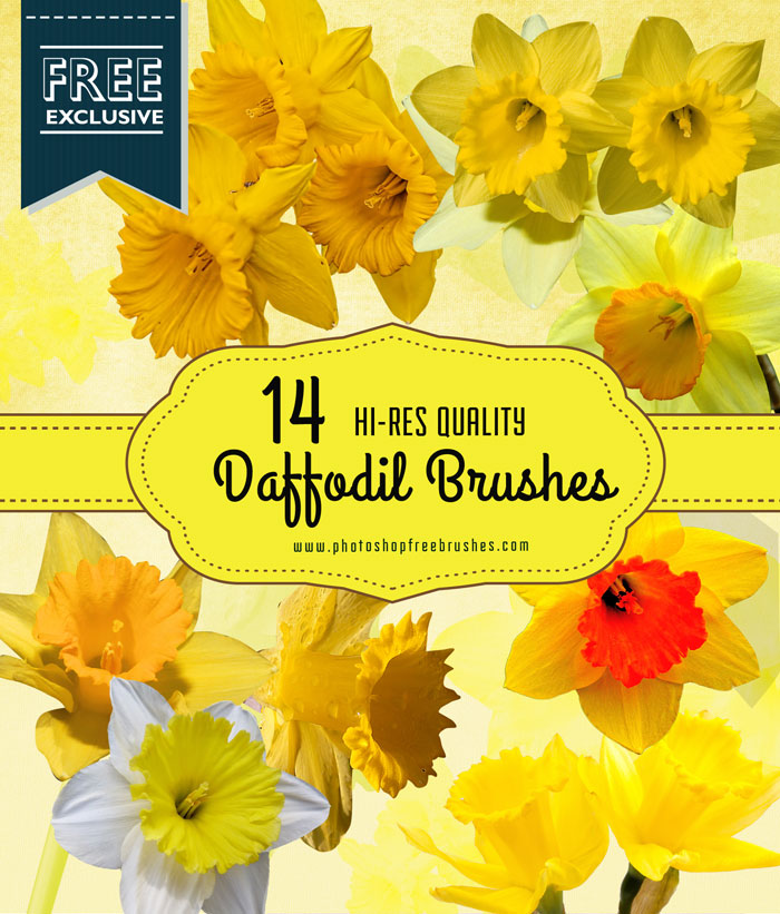 Cheerful Daffodil Flower photoshop brushes
