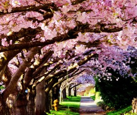 Cherry Tree and Trail Stock Photo