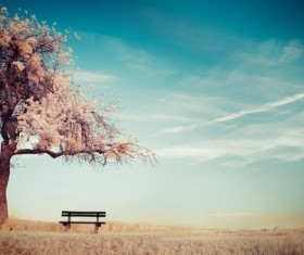 Cherry tree seats HD picture