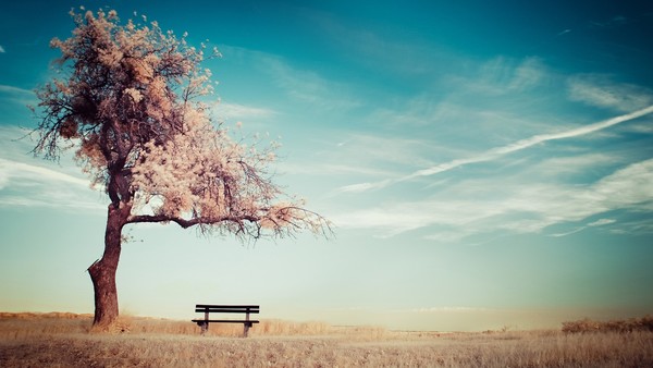 Cherry tree seats HD picture