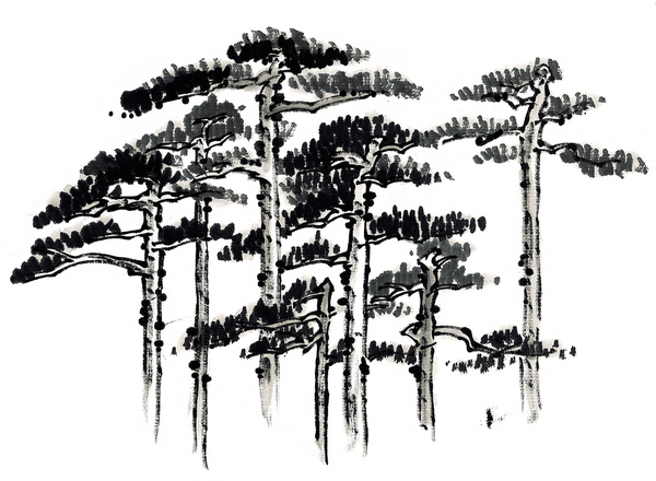 Chinese hand - painted ink pine trees HD picture