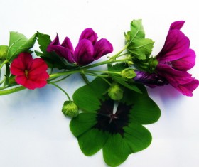 Clover flowers Stock Photo