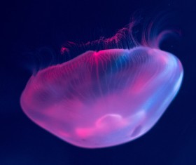 Color jellyfish HD picture