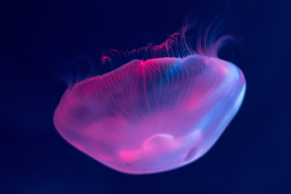Color jellyfish HD picture