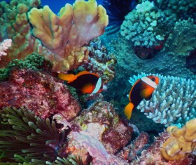 Coral reef and marine fish Stock Photo