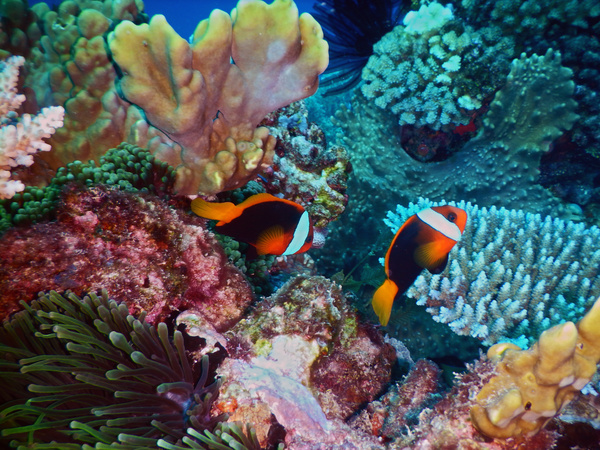 Coral reef and marine fish Stock Photo