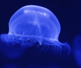 Cube jellyfish HD picture