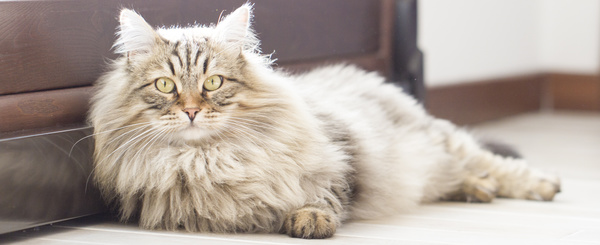 Cute Persian cat Stock Photo