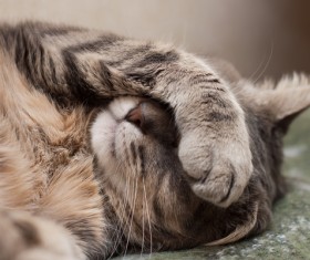 Cute cat covering the eyes Stock Photo