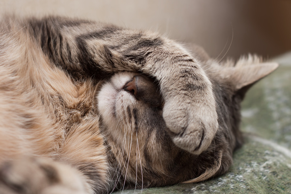 Cute cat covering the eyes Stock Photo