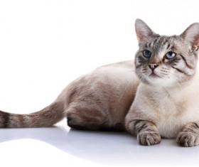 Cute cat looking for Stock Photo