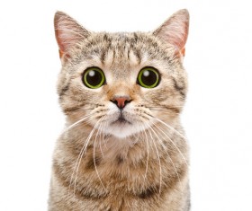 Cute puppet cat Stock Photo