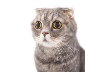 Cute short-haired cat Stock Photo