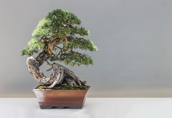 Cypress bonsai Stock Photo