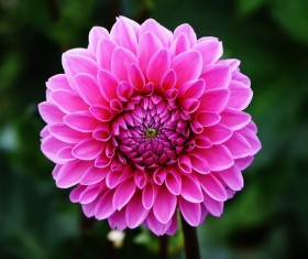 Dahlia HD picture