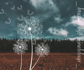 Dandelion whisps photoshop brushes