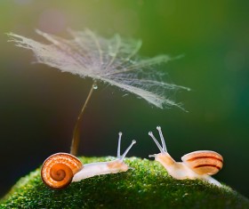 Dandelion with snails Stock Photo