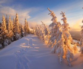 Dawn of the sun in winter snow Stock Photo
