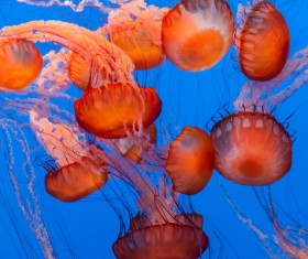 Deep red jellyfish HD picture