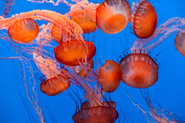 Deep red jellyfish HD picture