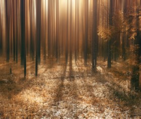 Dense forest faint sunlight Stock Photo