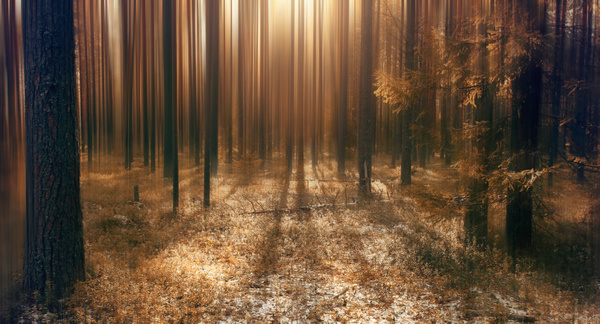 Dense forest faint sunlight Stock Photo