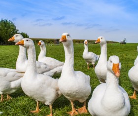 Duck on the farm Stock Photo