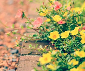 Elegant fresh small yellow Stock Photo