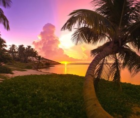 Evening seaside coconut trees HD picture