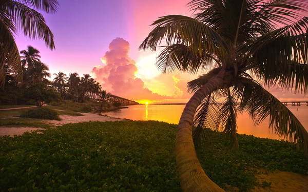 Evening seaside coconut trees HD picture