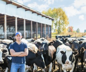 Farm Cows with people Stock Photo