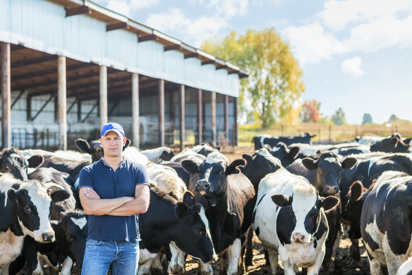 Farm Cows with people Stock Photo