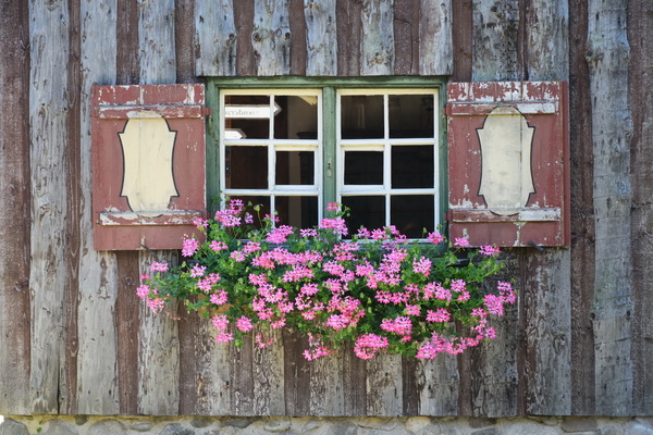 Flowers Window Stock Photo