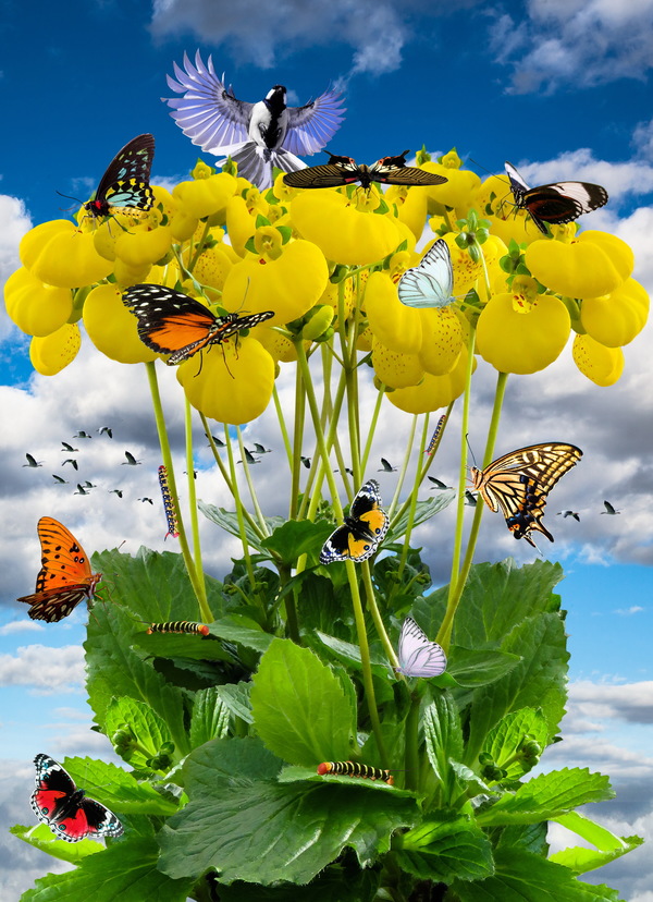 Flowers on a butterfly HD picture