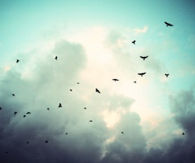 Flying birds in the sky Stock Photo