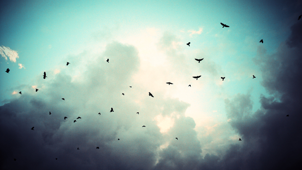 Flying birds in the sky Stock Photo