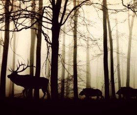 Forest fog wild boar Stock Photo