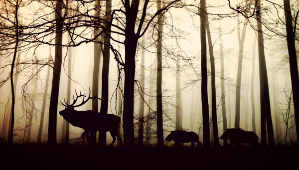Forest fog wild boar Stock Photo