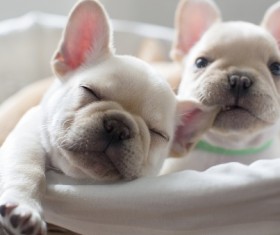 French Bulldog Stock Photo