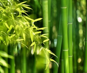 Fresh green bamboo Stock Photo