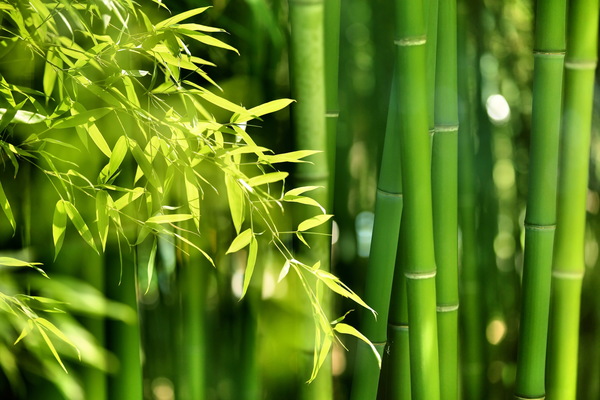 Fresh green bamboo Stock Photo